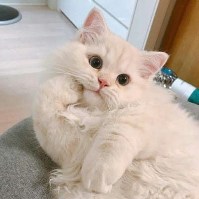 Nguyễn Thị Ngọc avatar